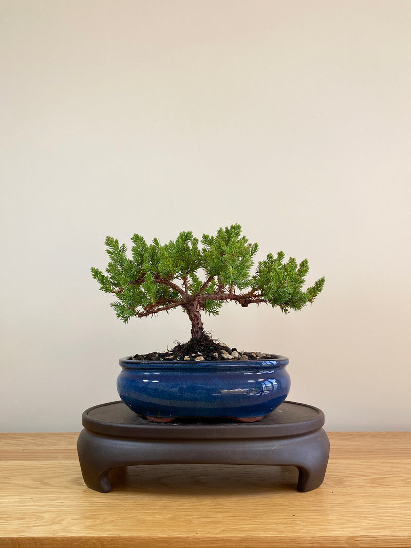 JAPANESE JUNIPER (JP05007) - MiniGardens NZ