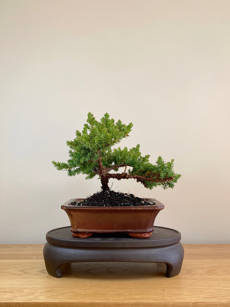 JAPANESE JUNIPER (JP05008) - MiniGardens NZ