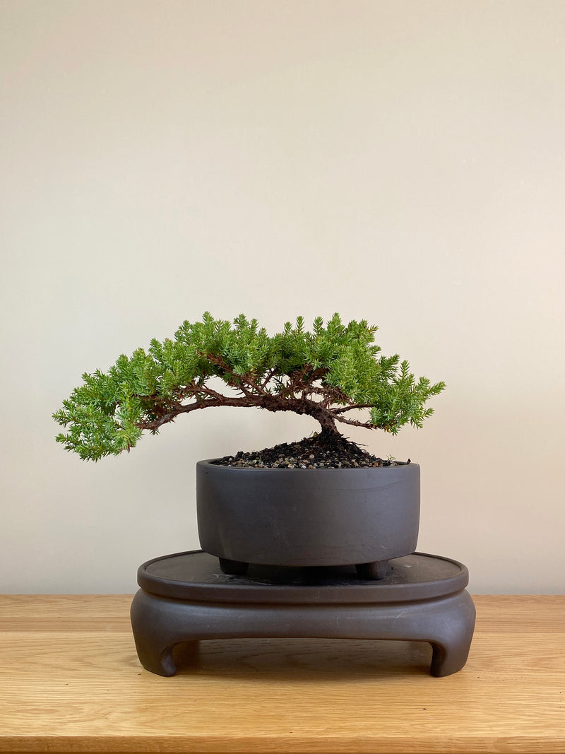JAPANESE JUNIPER (JP05009) - MiniGardens NZ