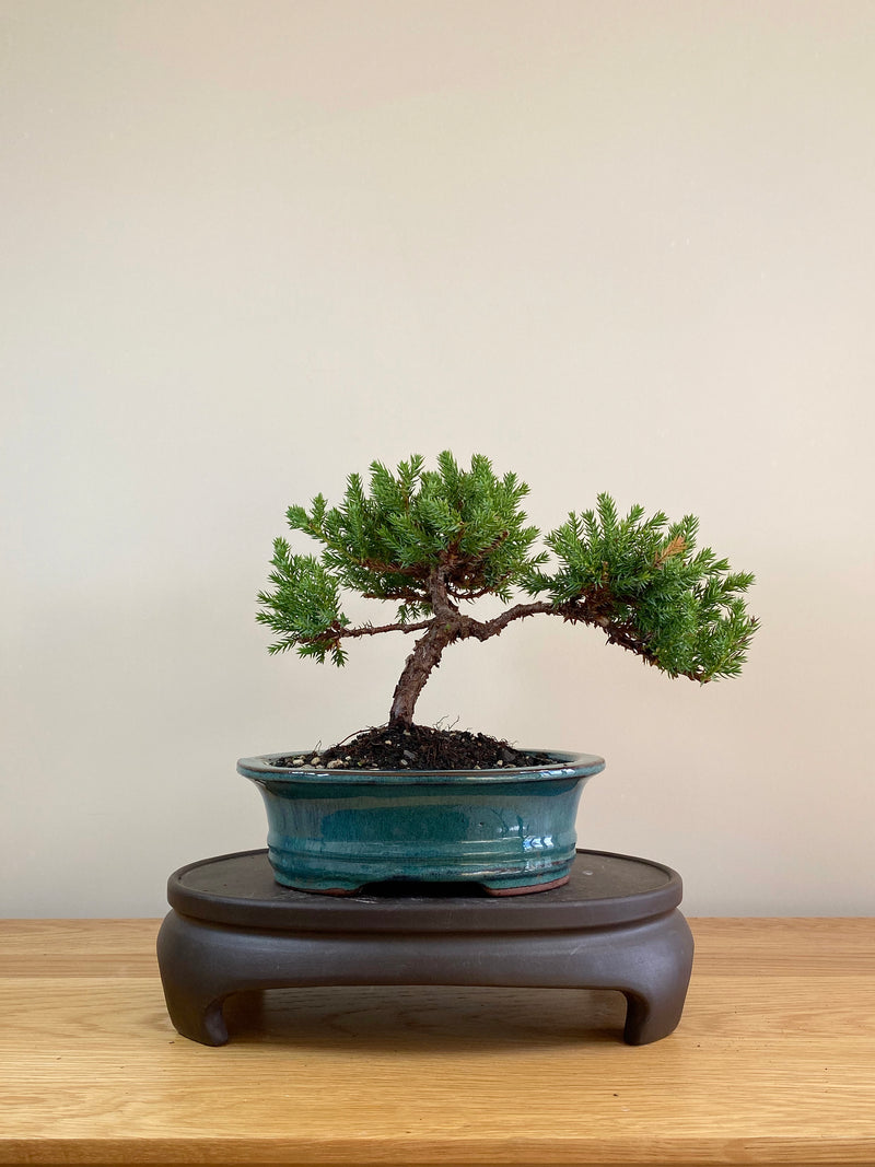 JAPANESE JUNIPER (JP05010) - MiniGardens NZ