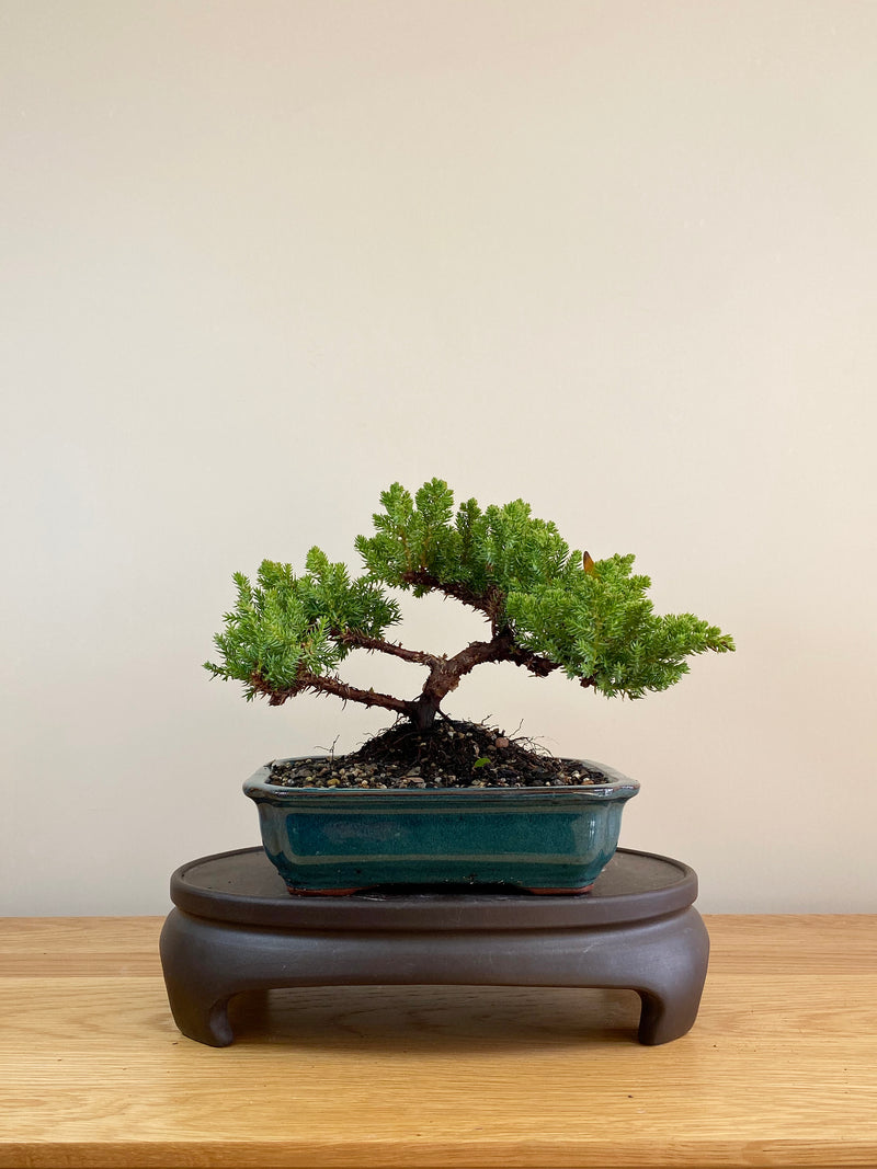 JAPANESE JUNIPER (JP05012) - MiniGardens NZ