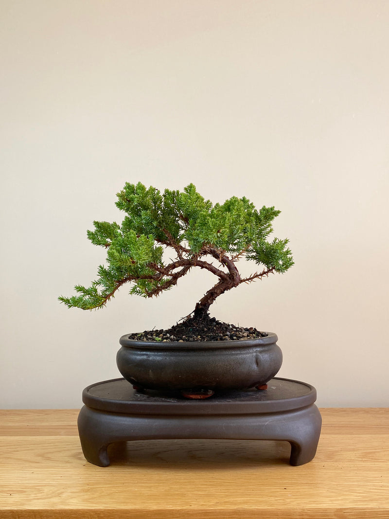 JAPANESE JUNIPER (JP05013) - MiniGardens NZ
