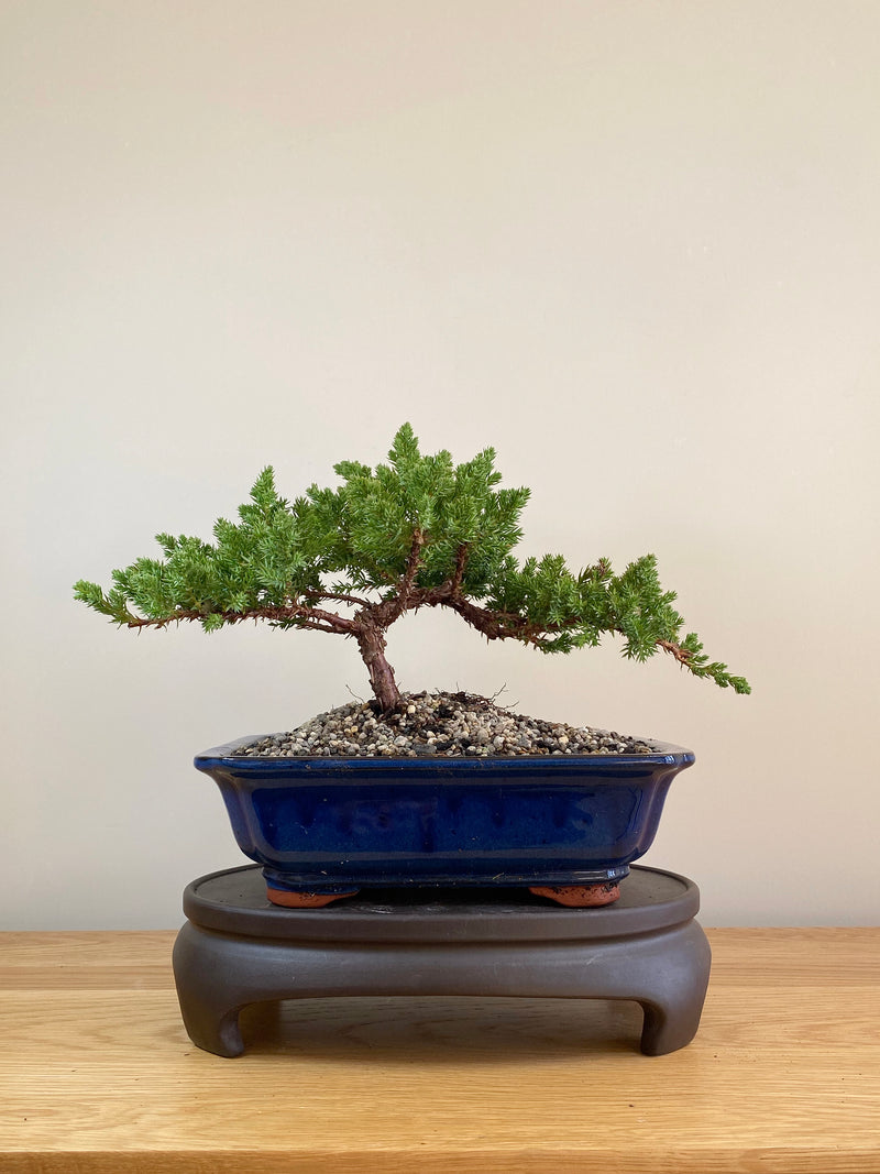 JAPANESE JUNIPER (JP05014) - MiniGardens NZ