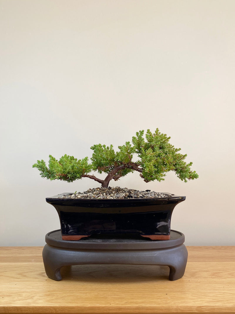 JAPANESE JUNIPER (JP05015) - MiniGardens NZ