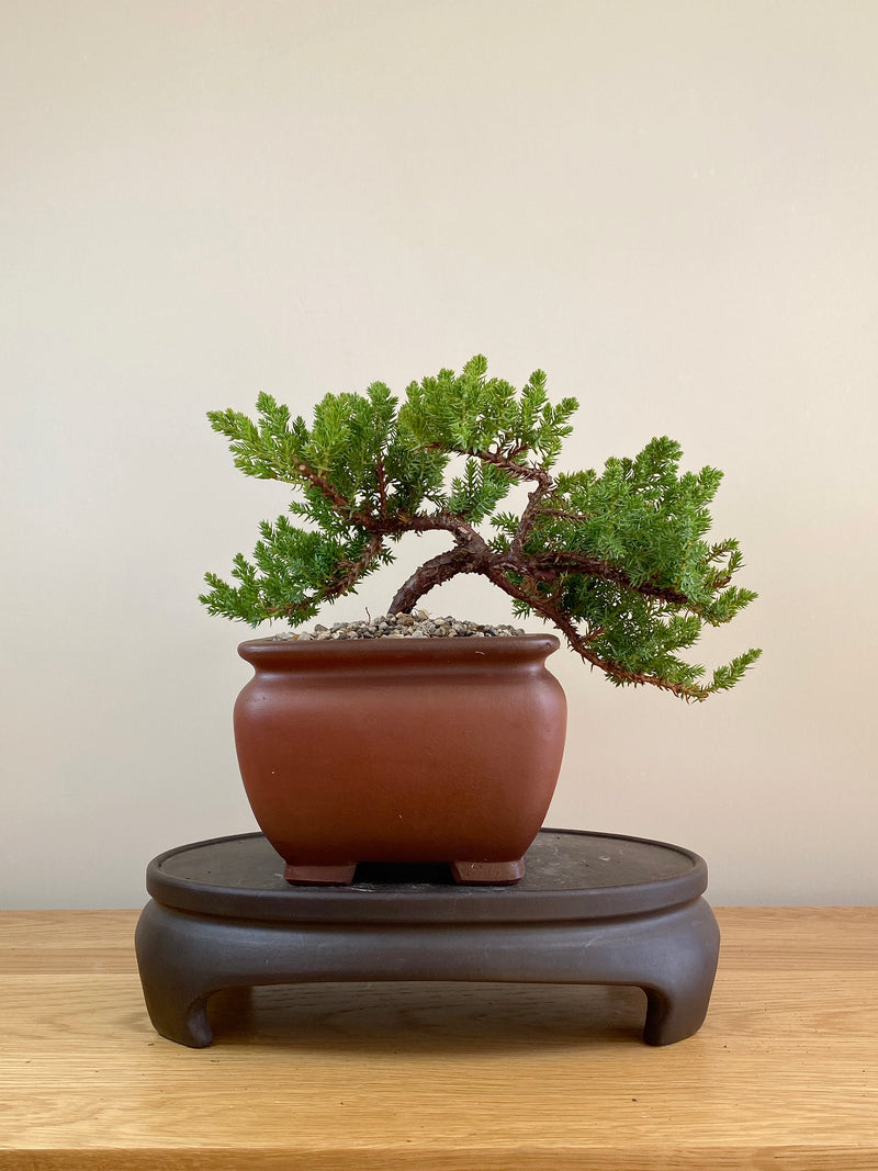 JAPANESE JUNIPER (JP05016) - MiniGardens NZ