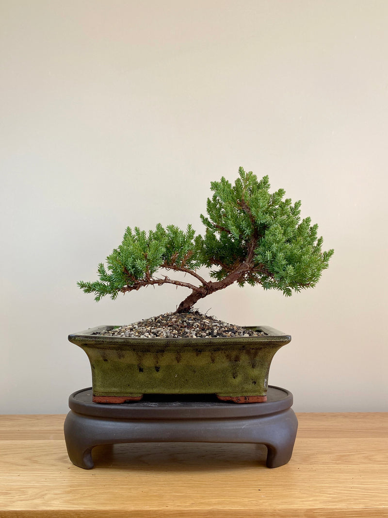 JAPANESE JUNIPER (JP05018) - MiniGardens NZ
