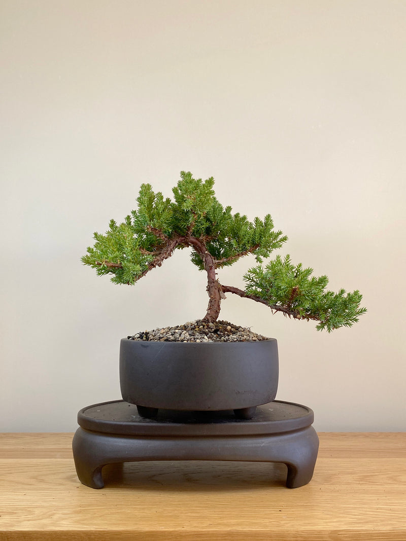 JAPANESE JUNIPER (JP05019) - MiniGardens NZ