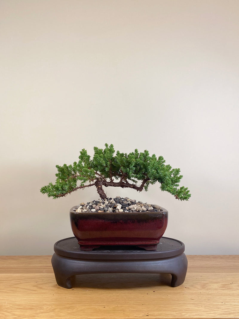 JAPANESE JUNIPER (JP05020)