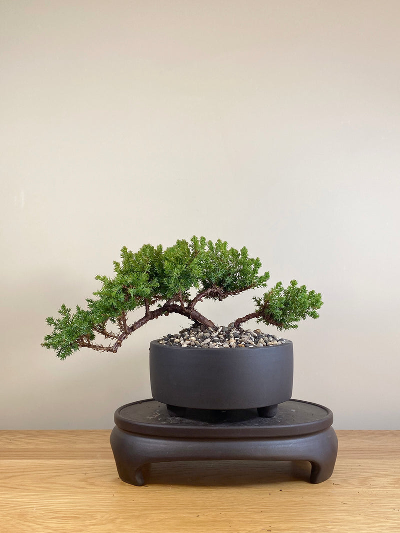 JAPANESE JUNIPER (JP05021)