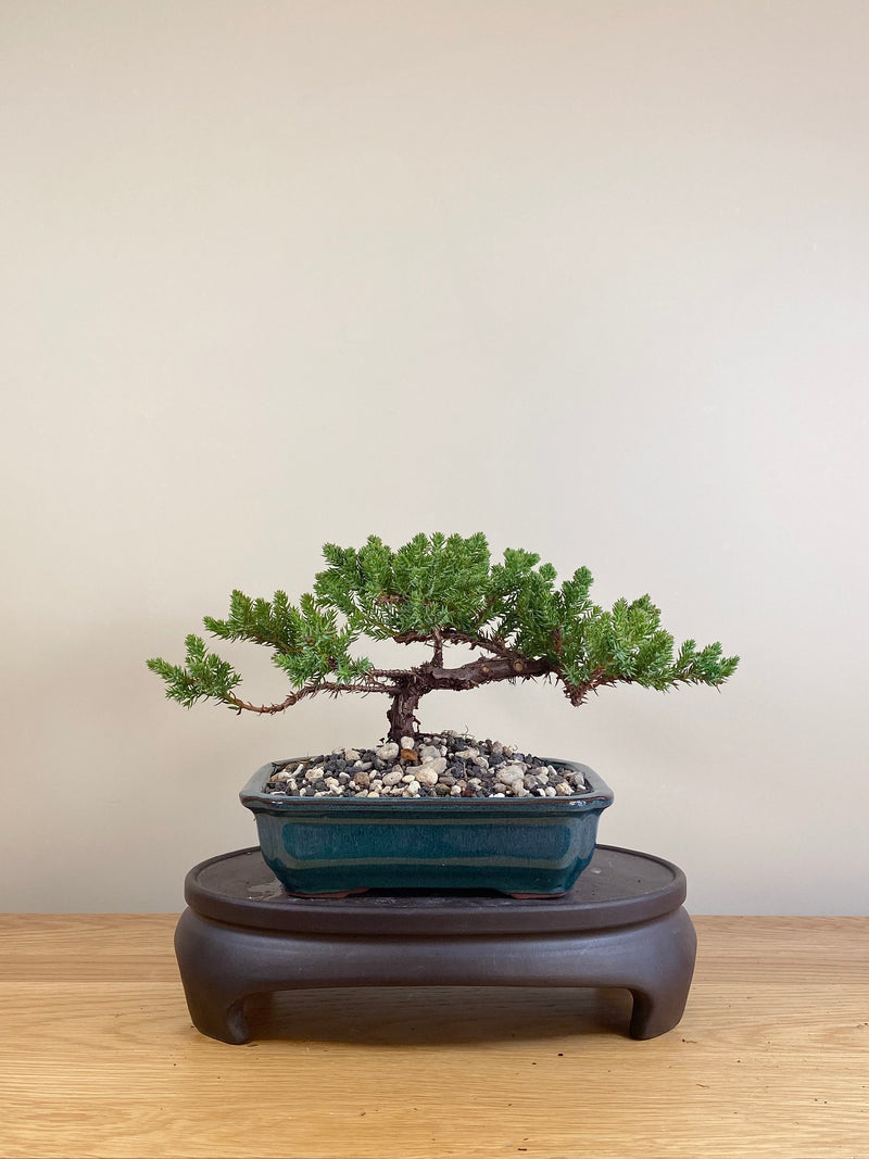 JAPANESE JUNIPER (JP05022)