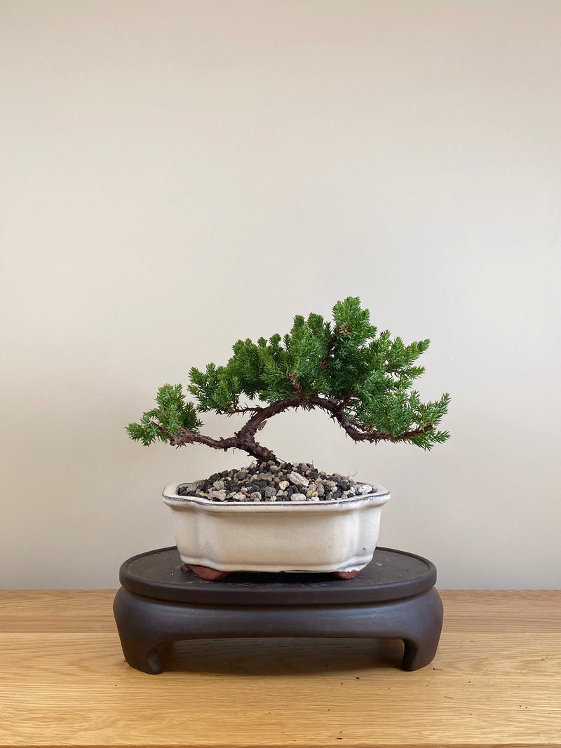 JAPANESE JUNIPER (JP05024)