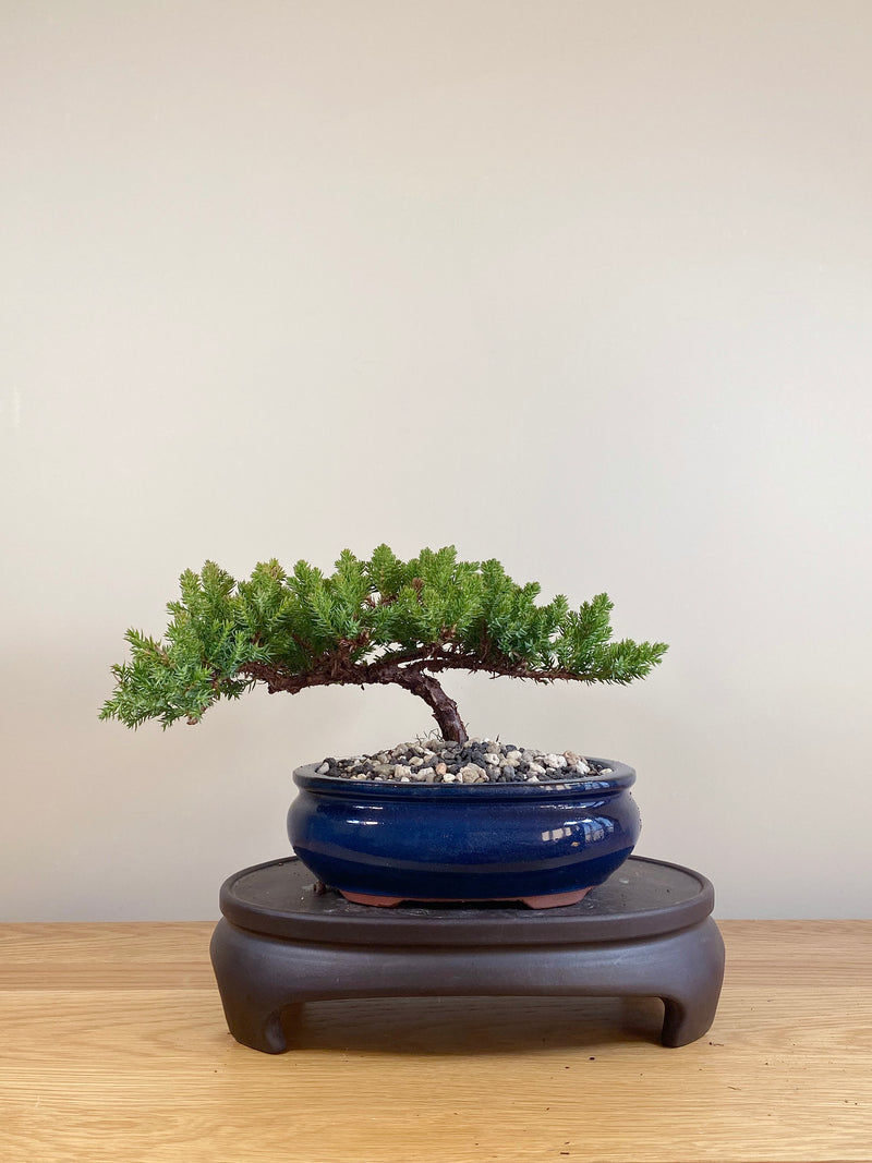 JAPANESE JUNIPER (JP05025)