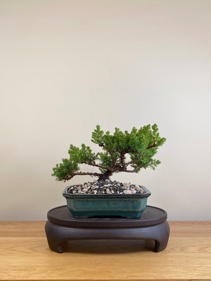 JAPANESE JUNIPER (JP05026)