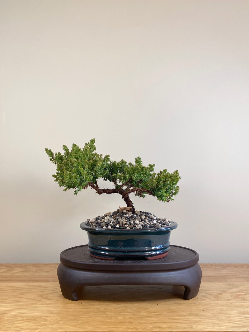 JAPANESE JUNIPER (JP05027)