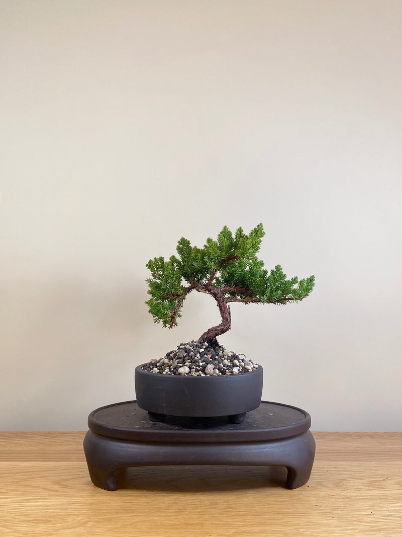 JAPANESE JUNIPER (JP05028)