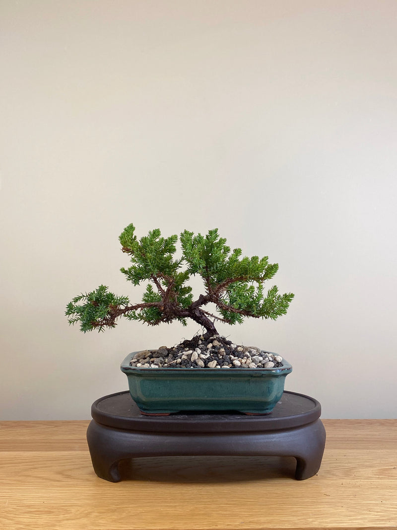 JAPANESE JUNIPER (JP05029)