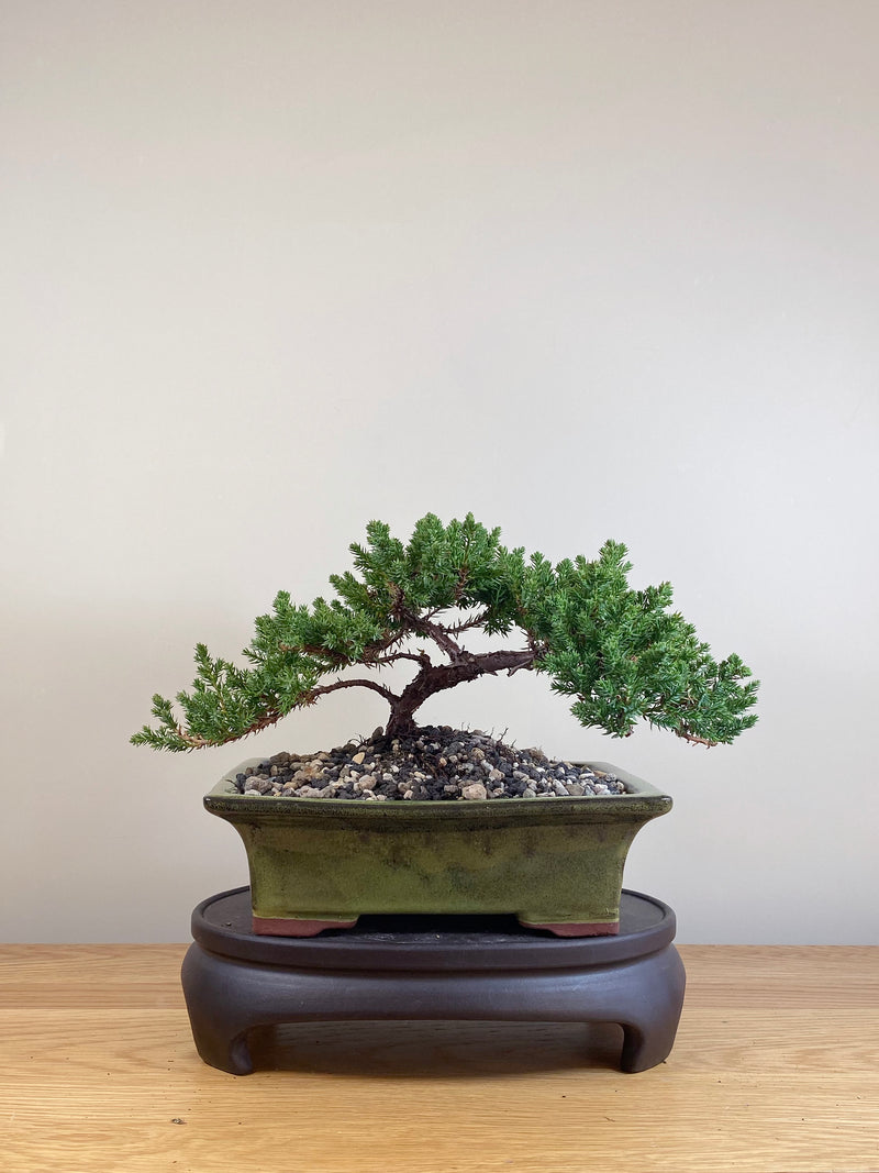 JAPANESE JUNIPER (JP05030)
