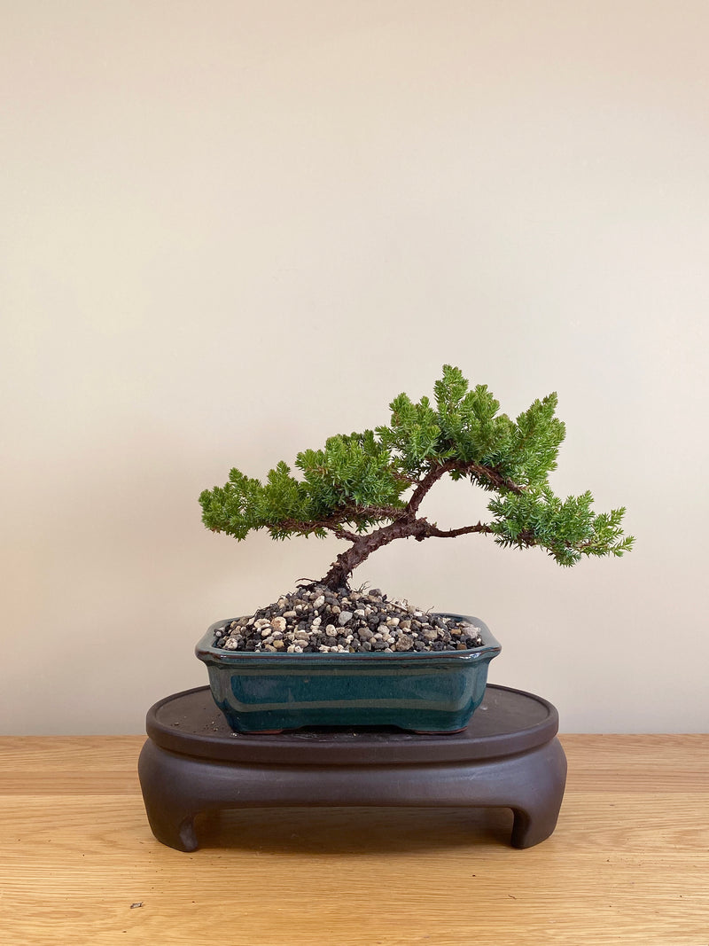 JAPANESE JUNIPER (JP05033)