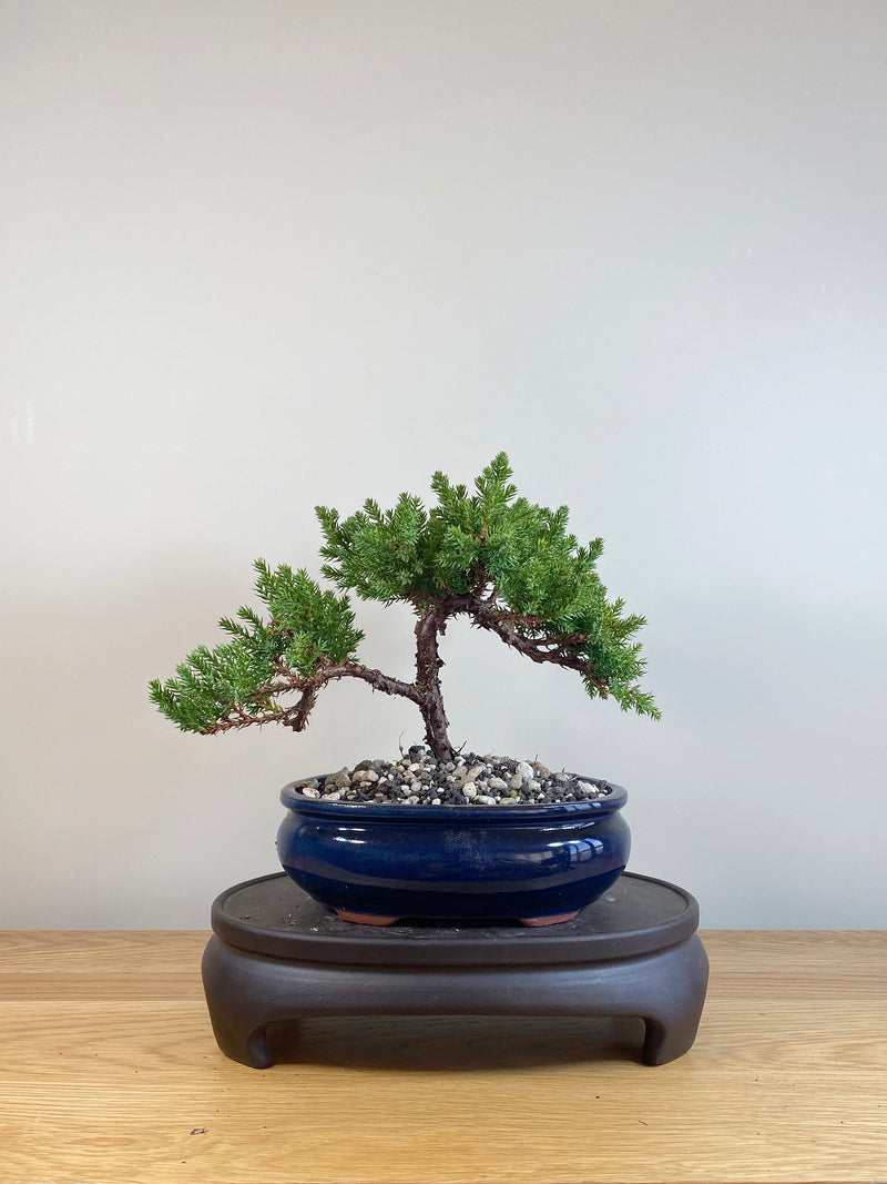 JAPANESE JUNIPER (JP05034)