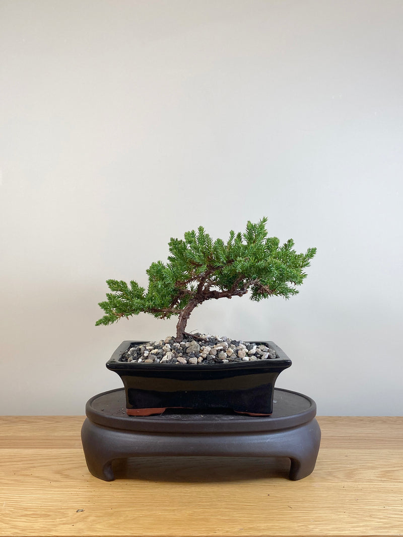 JAPANESE JUNIPER (JP05035)