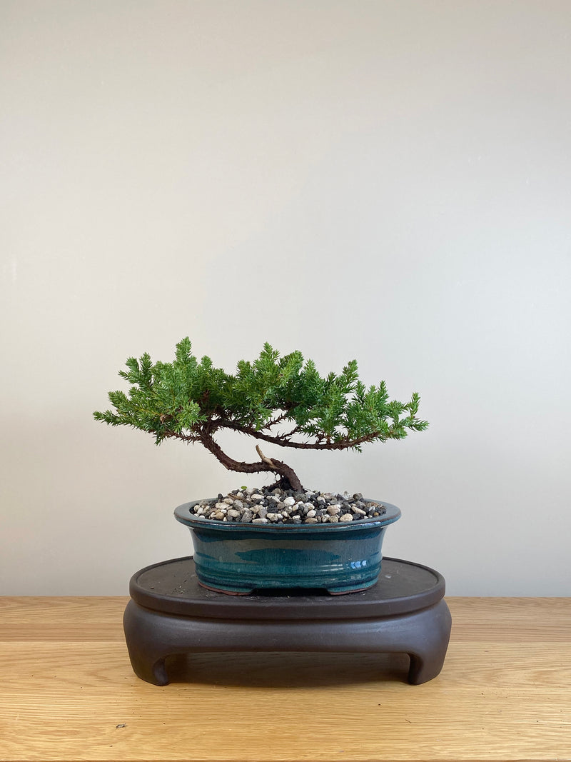 JAPANESE JUNIPER (JP05036)