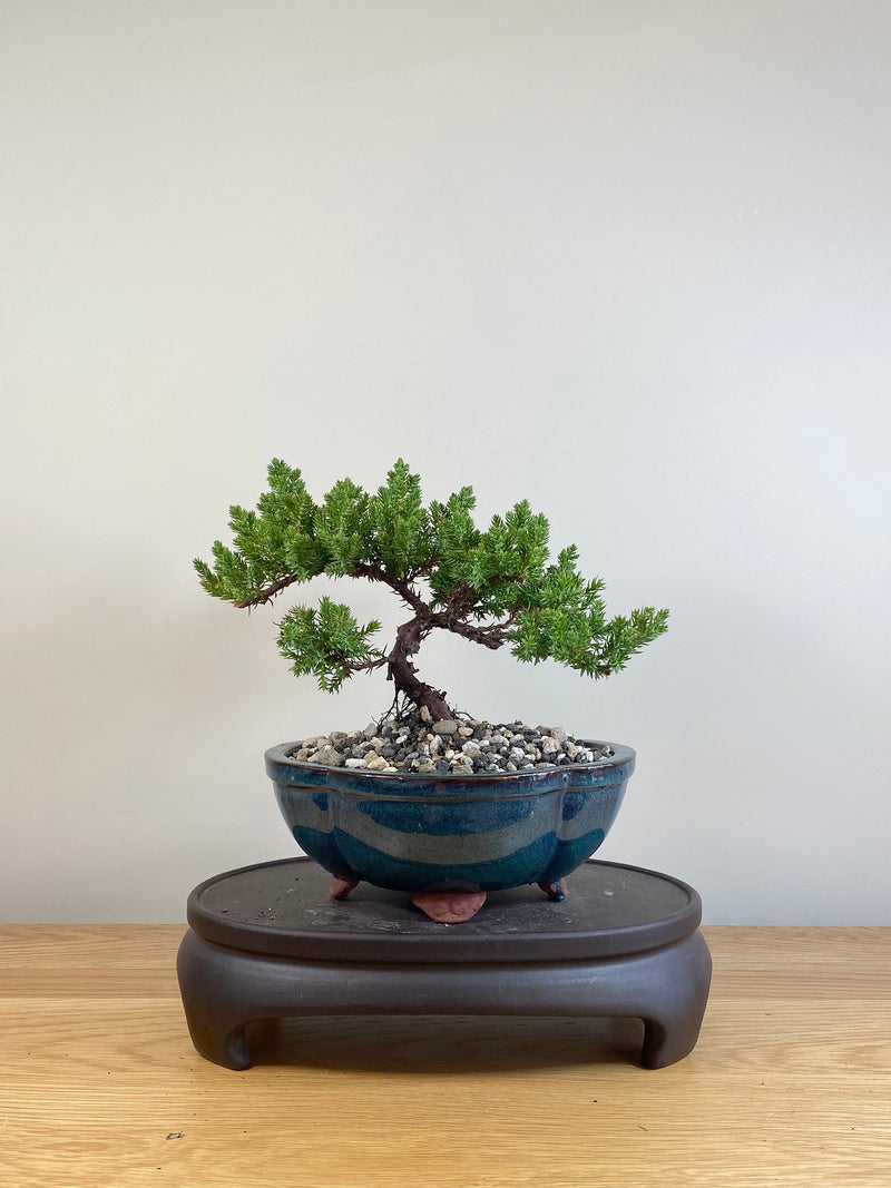 JAPANESE JUNIPER (JP05037)
