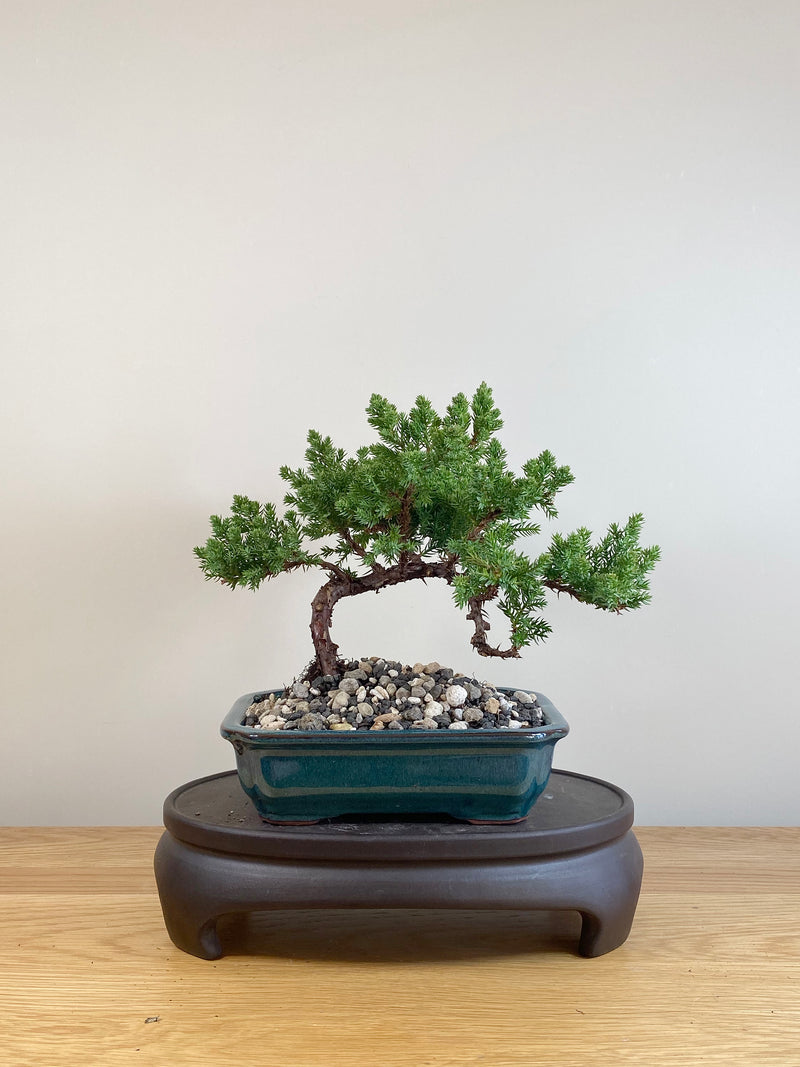 JAPANESE JUNIPER (JP05038)