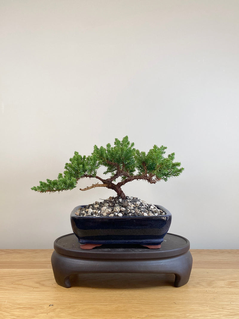 JAPANESE JUNIPER (JP05039)