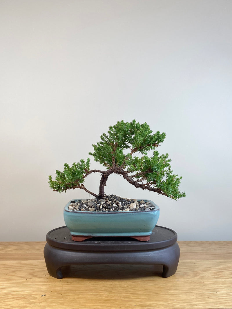 JAPANESE JUNIPER (JP05041)