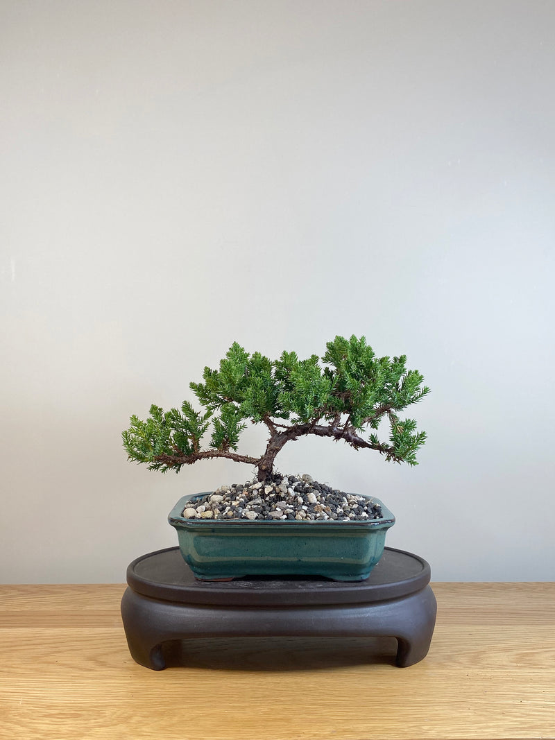 JAPANESE JUNIPER (JP05042)