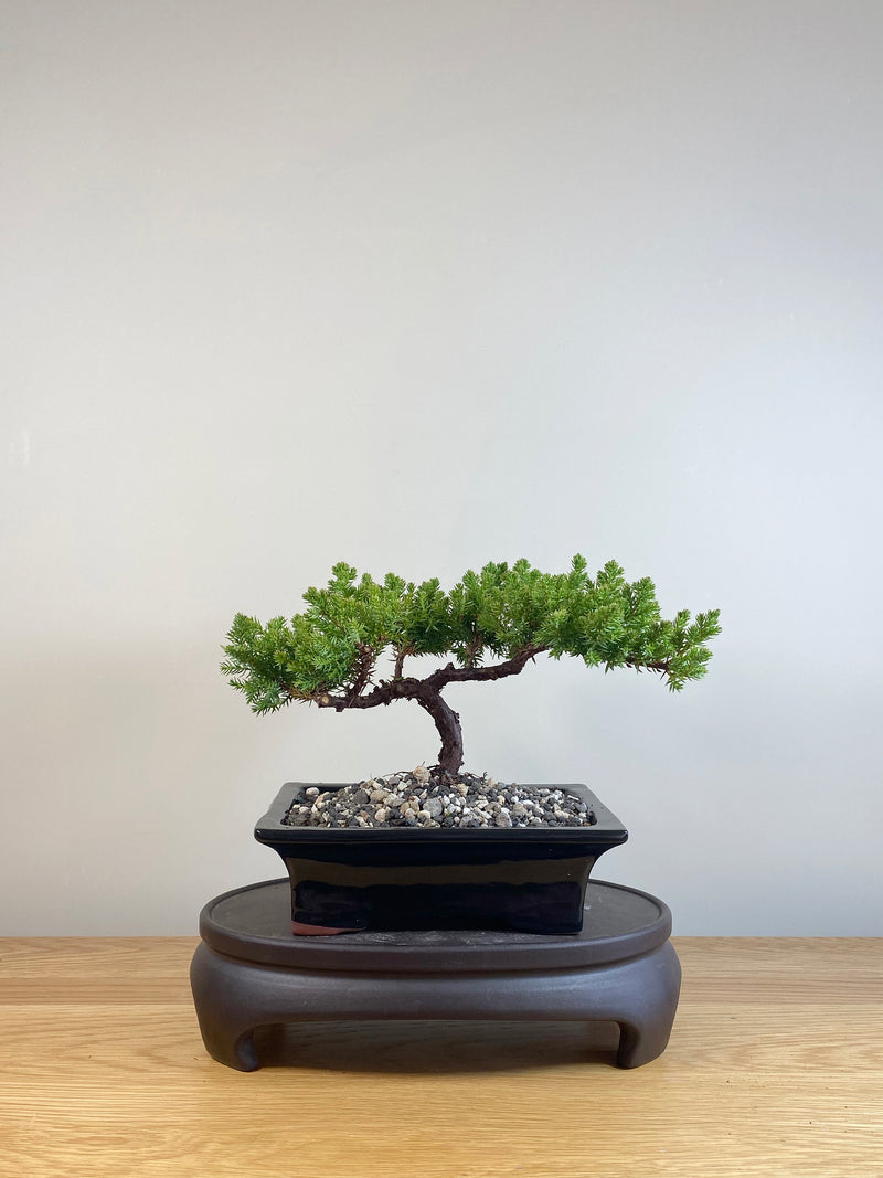JAPANESE JUNIPER (JP05043)