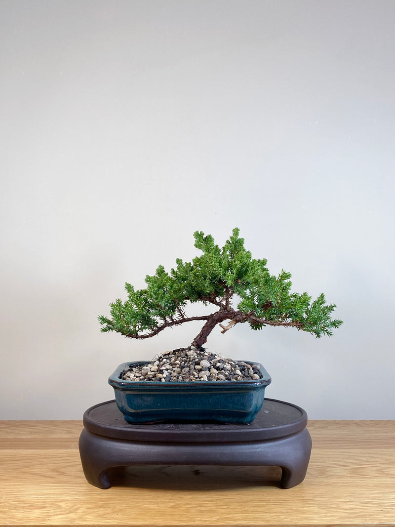 JAPANESE JUNIPER (JP05050)