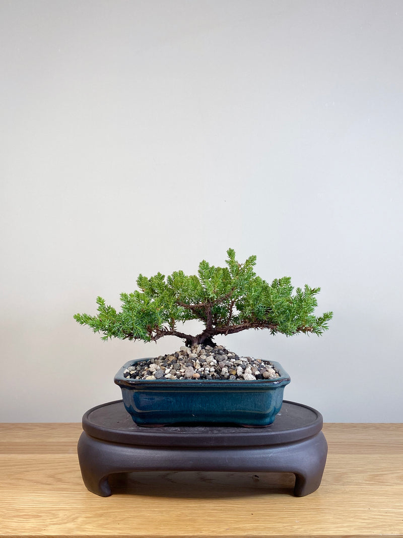 JAPANESE JUNIPER (JP05051)