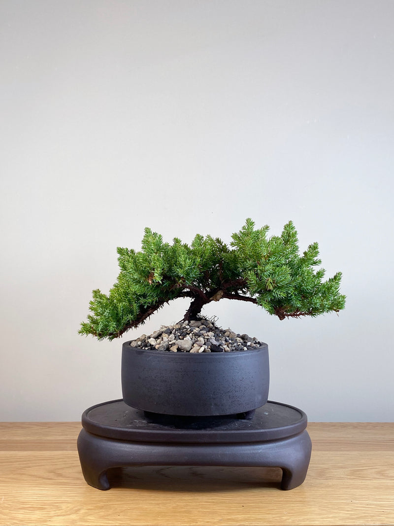 JAPANESE JUNIPER (JP05053)