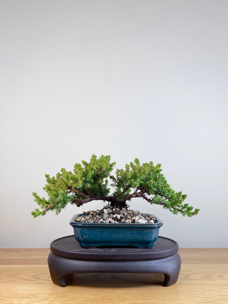 JAPANESE JUNIPER (JP05054)