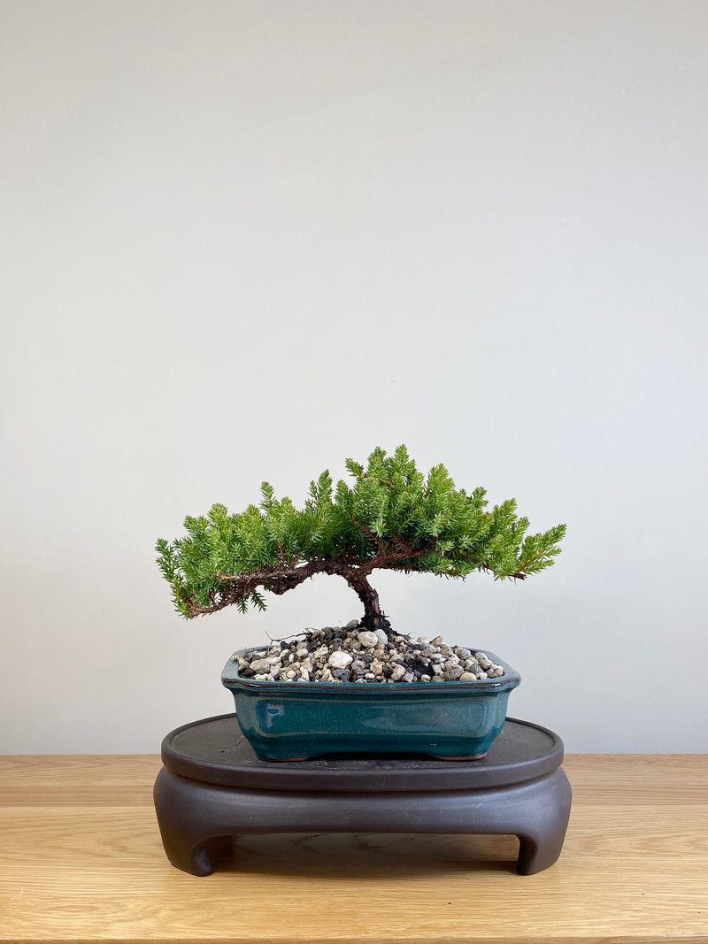 JAPANESE JUNIPER (JP05055)