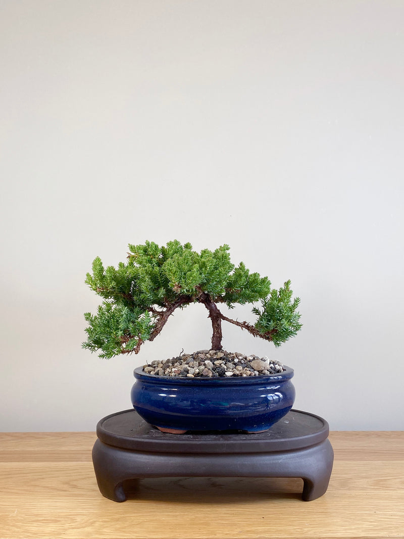 JAPANESE JUNIPER (JP05056)