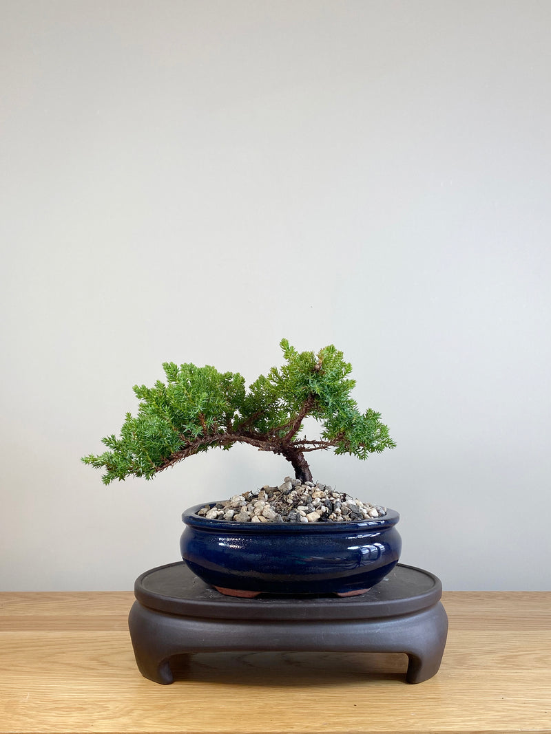 JAPANESE JUNIPER (JP05057)