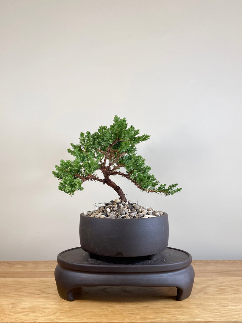 JAPANESE JUNIPER (JP05058)