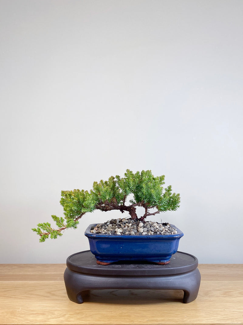 JAPANESE JUNIPER (JP05059)