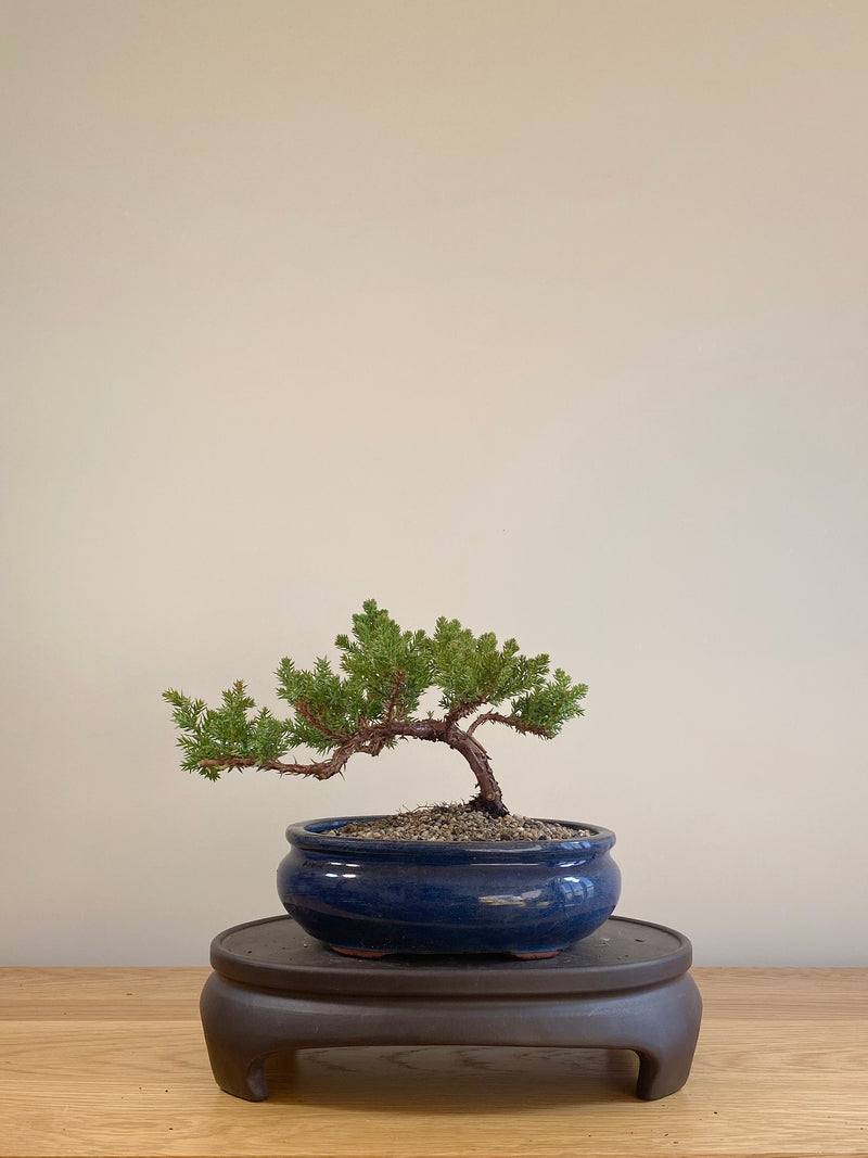 JAPANESE JUNIPER (JP06001)
