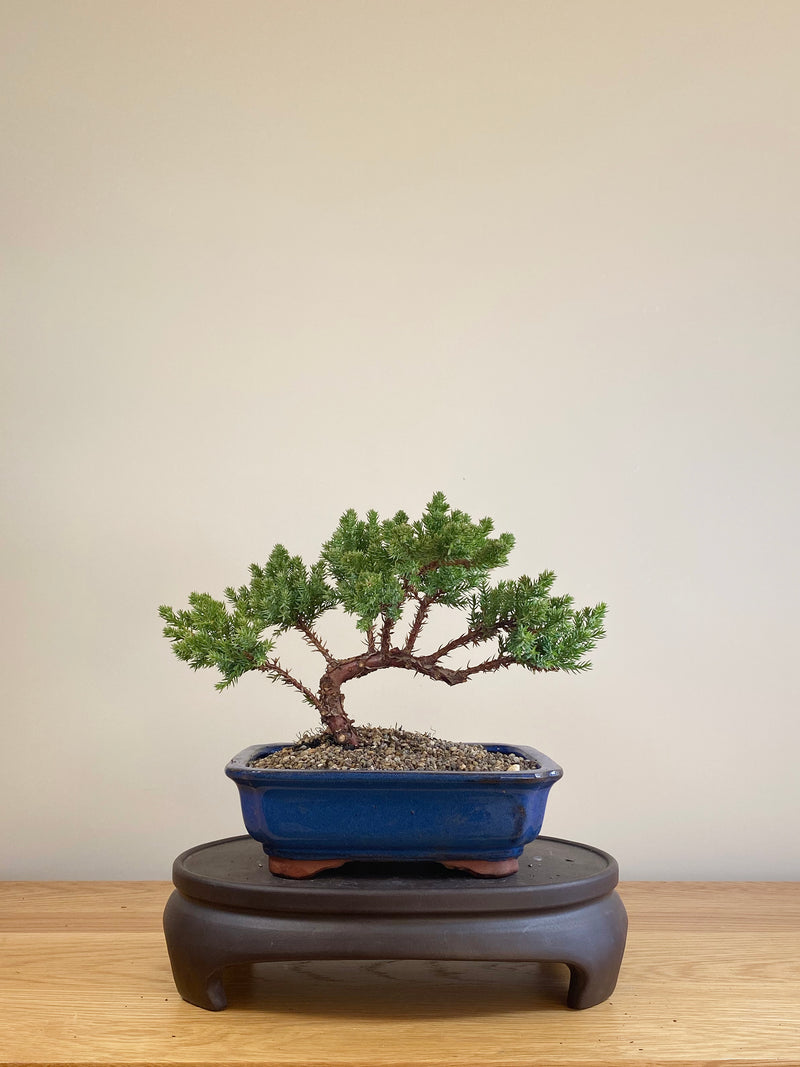 JAPANESE JUNIPER (JP06002)