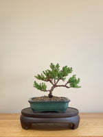 JAPANESE JUNIPER (JP06006)