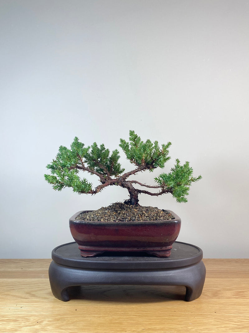 JAPANESE JUNIPER (JP06020)