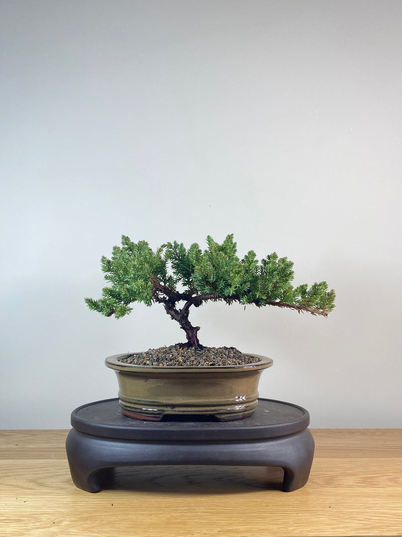 JAPANESE JUNIPER (JP06021)