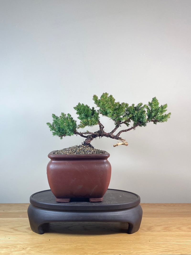 JAPANESE JUNIPER (JP06023)