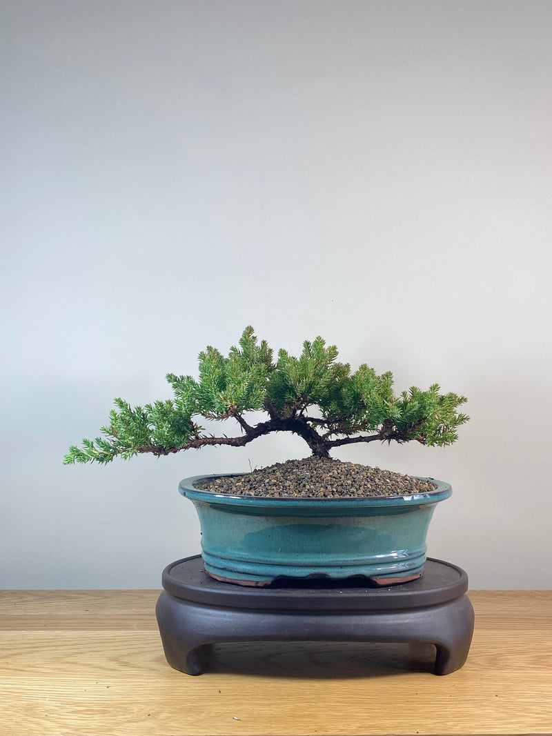 JAPANESE JUNIPER (JP06025)