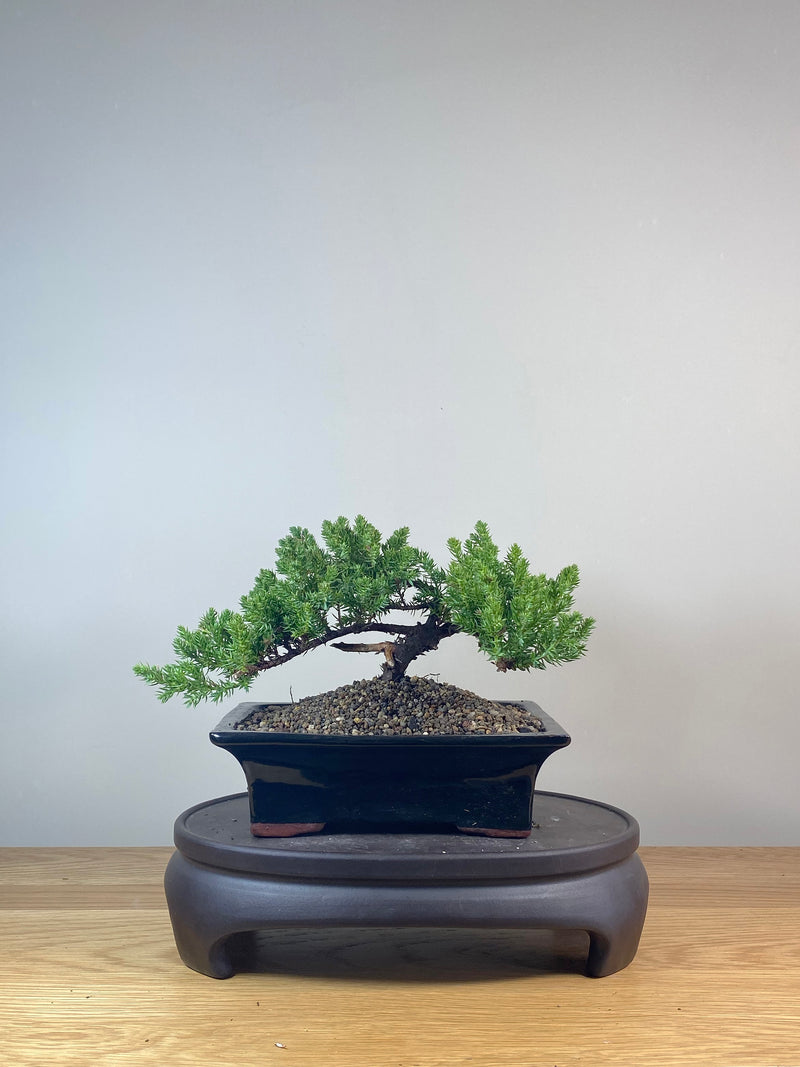 JAPANESE JUNIPER (JP06026)
