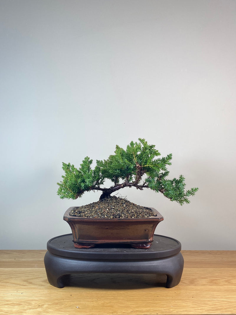 JAPANESE JUNIPER (JP06027)