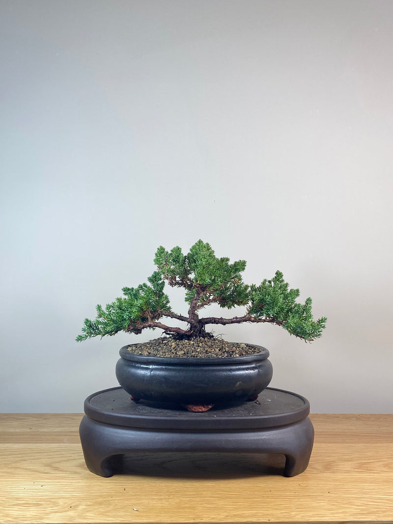 JAPANESE JUNIPER (JP06028)